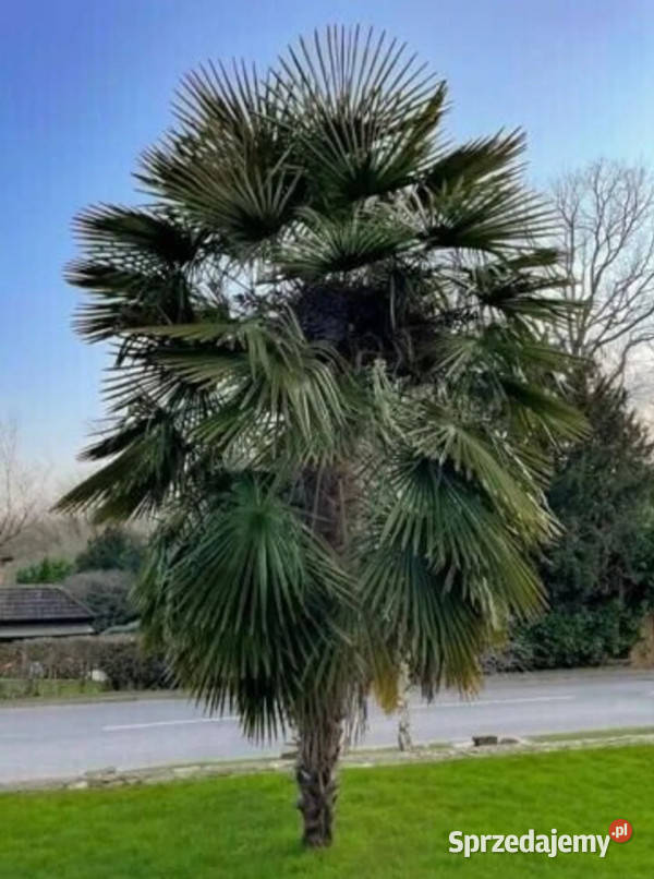 SZORSTKOWIEC FORTUNEGO Trachycarpus fortunei kujawsko-pomorskie Lubanie