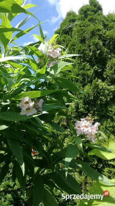 Chitala taszkinecka katalpa szczeiona na pniu w