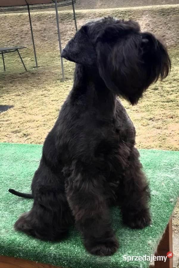 SZNAUCERY MINIATUROWE czarne maluszki z metryką Słomniki