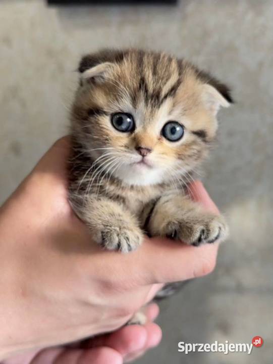Kocurek rasy Scottish Fold krótkowłosy czeka Kraków