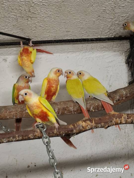 rudosterka zielonolica aleksandretta obrożna Bytom