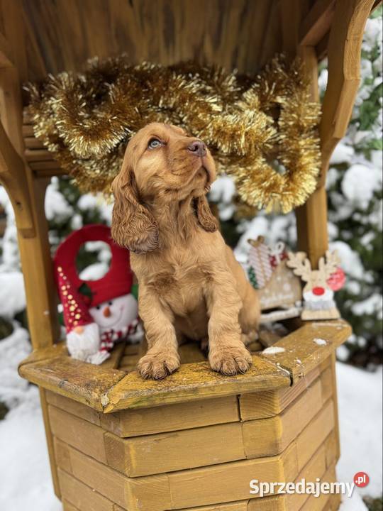 Wyjątkowy piesek Cocker Spaniel Angielski złoty Kielce