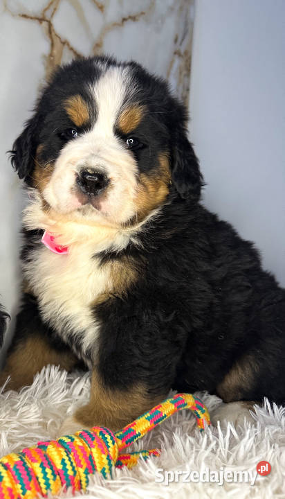 Masywna sunia Berneński Pies Pasterski Warszawa