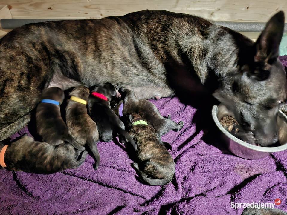 Owczarek Holenderski FCI szczeniaki Rumia