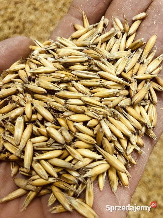 Owies Sobieszyn sprzedam