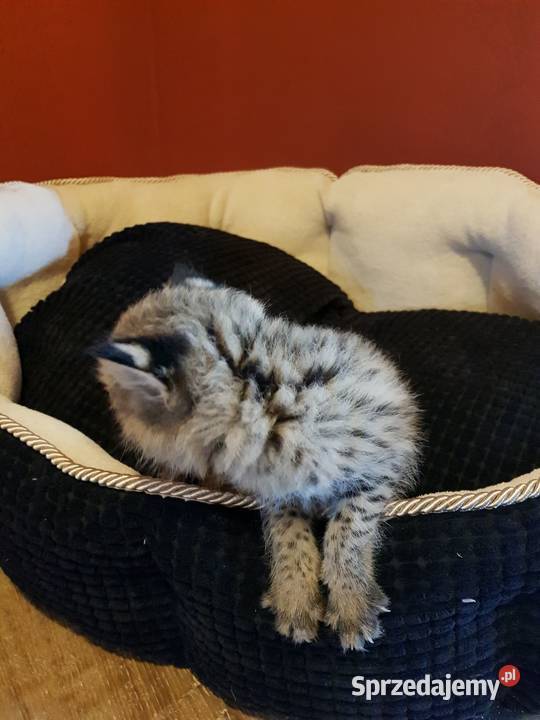 Serwale Afrykańskie Leptailurus serval młode Pozostałe Katowice