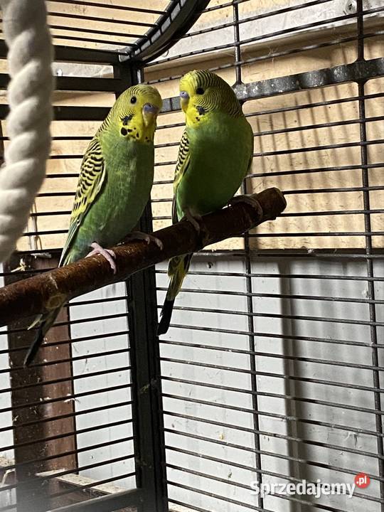 Papużki faliste Damasławek sprzedam