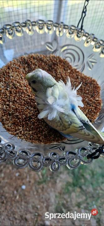 Papugi faliste helikoptery 2f wielkopolskie