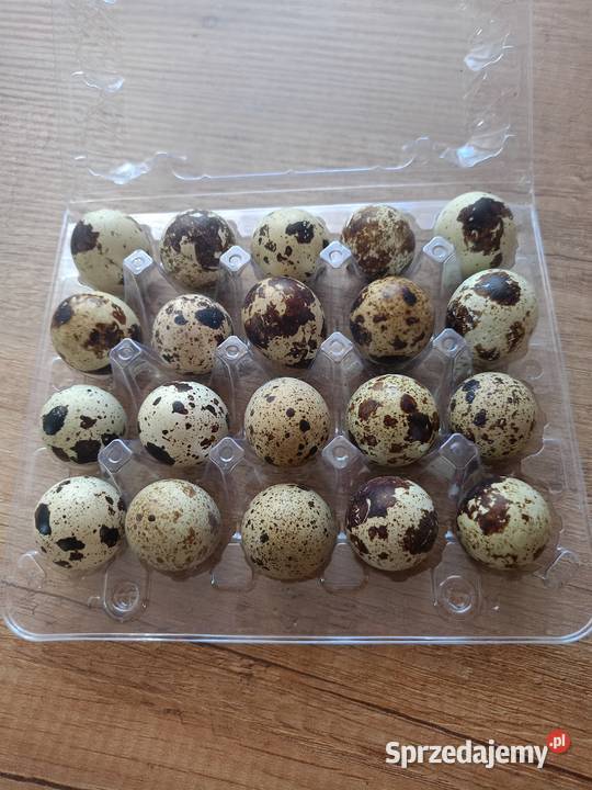Jaja przepiórcze śląskie Kalej