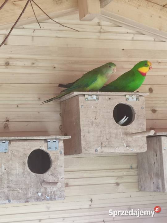 Likwidacja amatorska hodowlę papug 10 par pomorskie sprzedam