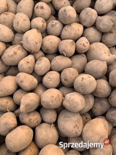 owies pszenicę i kukurydzę i ziemniaki sprzedam Zboża Rajcza sprzedam