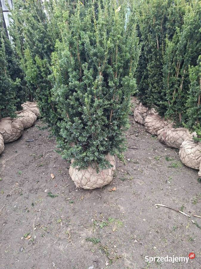 Mega Wysoki Żywopłot Cis Hicksii Mszczonów