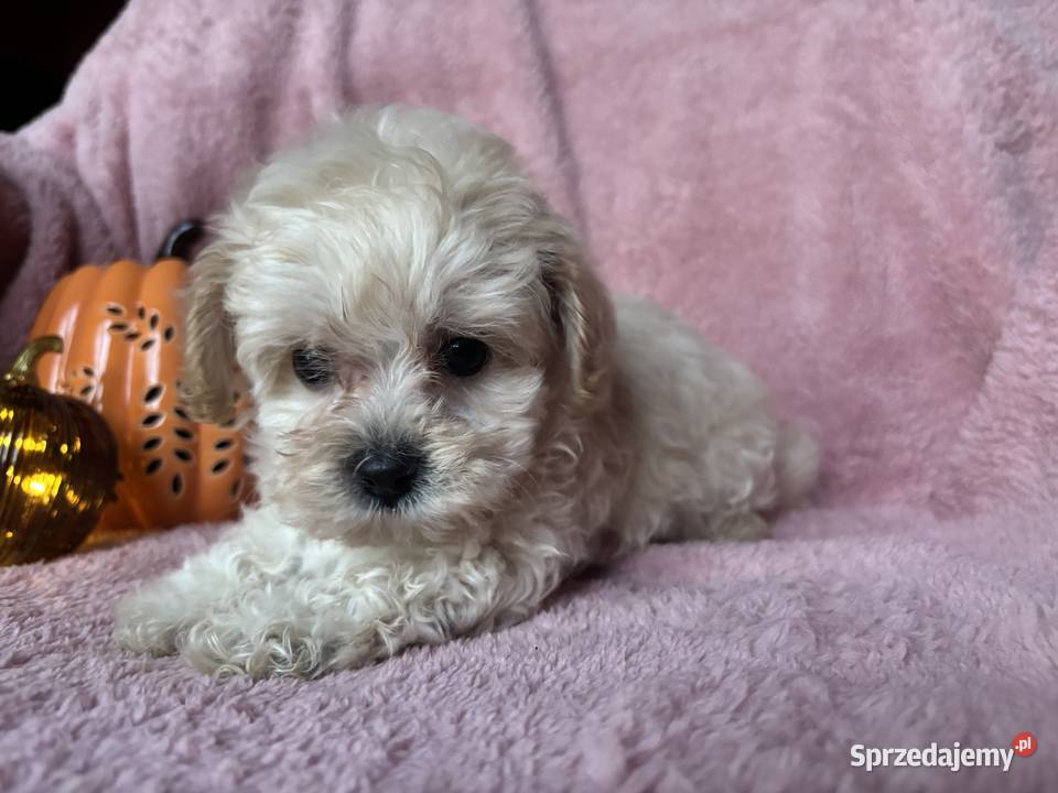 Sunia Maltipoo F1 biszkoptowa