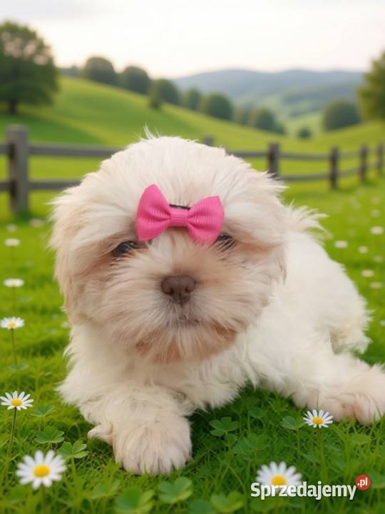 Piękna biała suczka rasy ShihTzu szuka domku