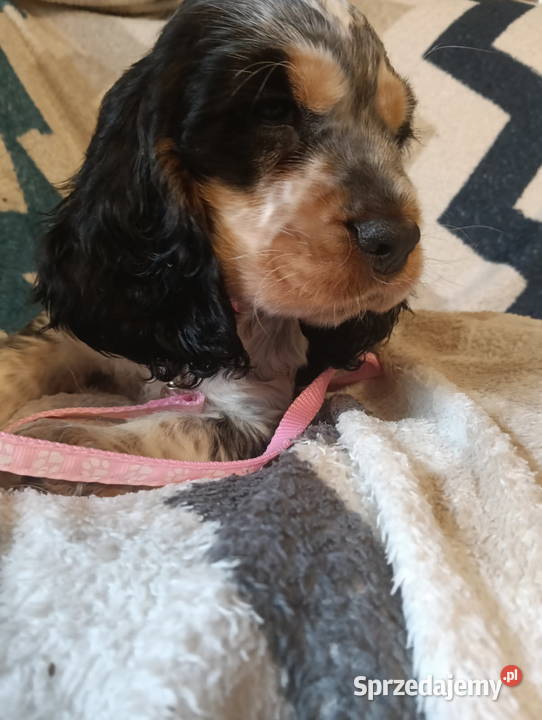 Szczenięta cocker spaniel angielski blue roan Bielsko-Biała