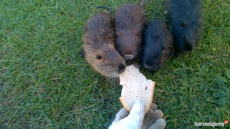 Nutrie sprzedam Serniki