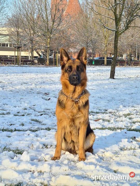 Owczarek Niemiecki ZKwP FCI Ostrów Wielkopolski