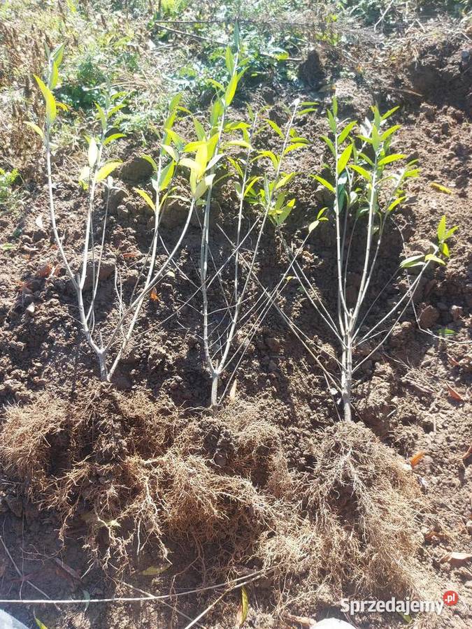 ligustr 2 letni Żółkiewka-Osada
