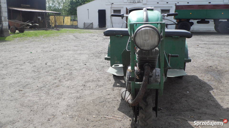 dzik Szamotuły sprzedam