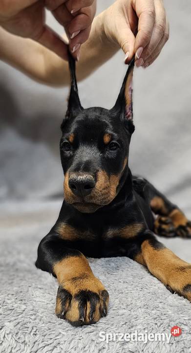 Szczeniak Doberman śliczny Chempionach Zwierzęta