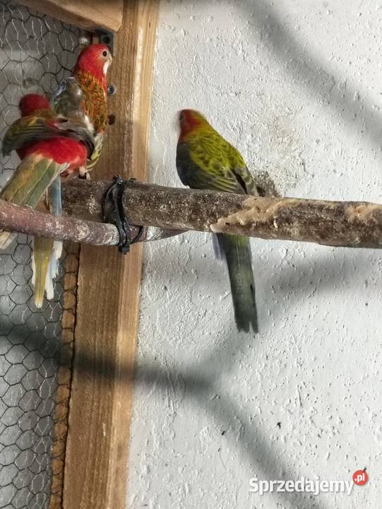 Sprzedam papugi Ptaki