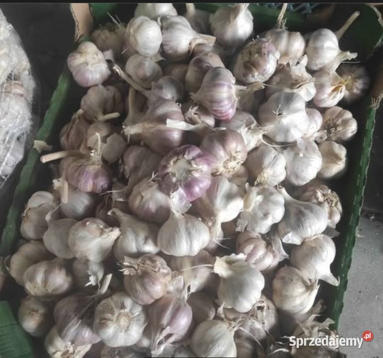 Czosnek Polski Zimowy Harnaś Pozostałe Sacin