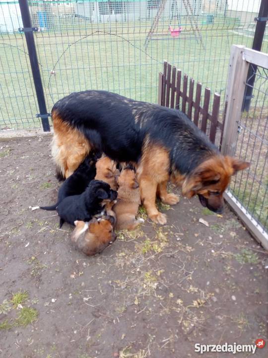 Szczenięta owczarka niemieckiego podlaskie