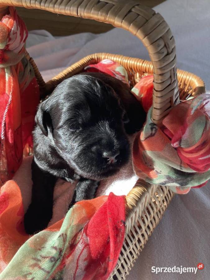 Sznaucer olbrzym szczenię Sznaucer lubuskie sprzedam