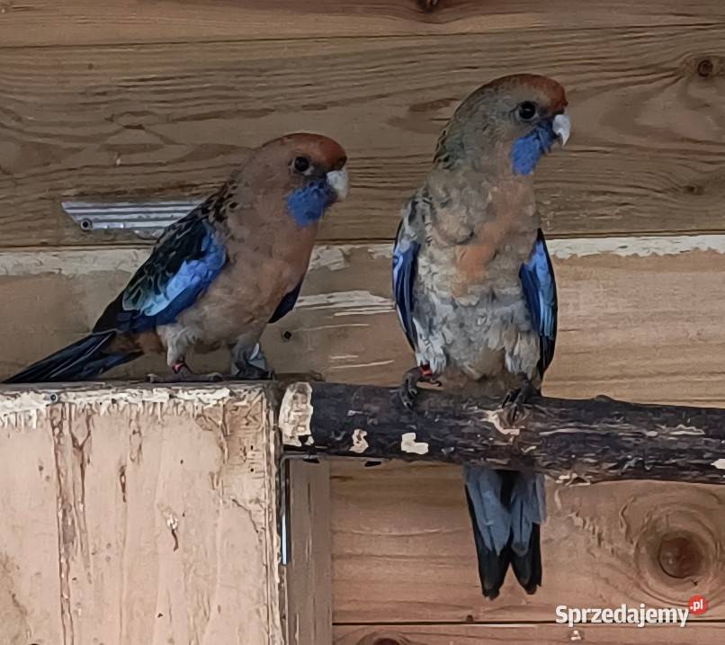 Rozella królewska oranż Poznań