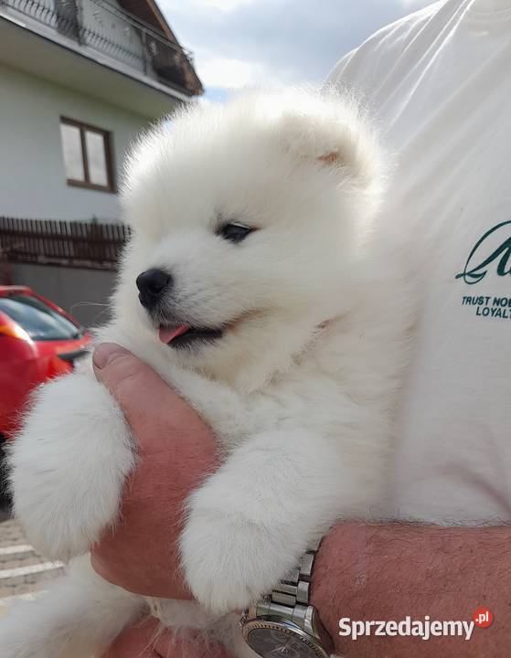 Samoyed samojed suczka Stara Huta