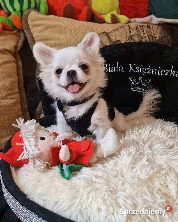 Chihuahua przepiękny biały chłopiec Złocieniec