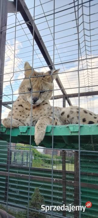 Serwal serval samiec Jarocin