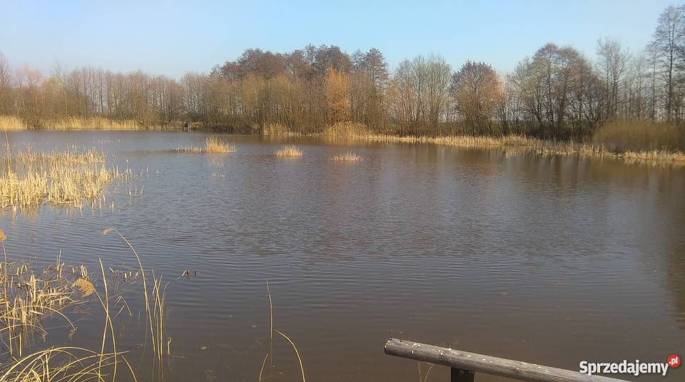Staw rybny utwardzona Grunty i działki Szczodrów