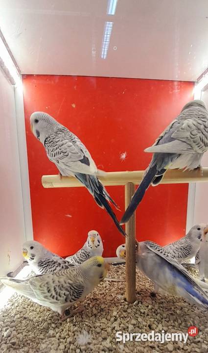 Papugi faliste Tcb Ostrów Wielkopolski