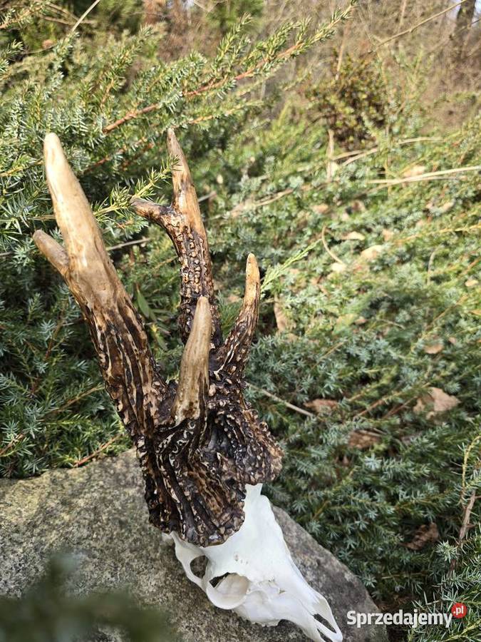 AKTUALNY VCE REKORD ŚWIATA 2006r DORSET CIC Orzesze