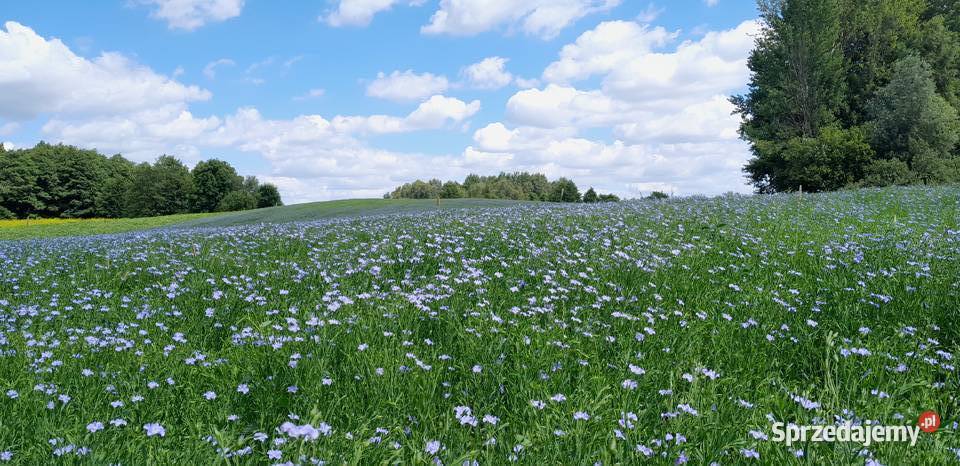 Len oleisty ekologiczny na siew Szypliszki