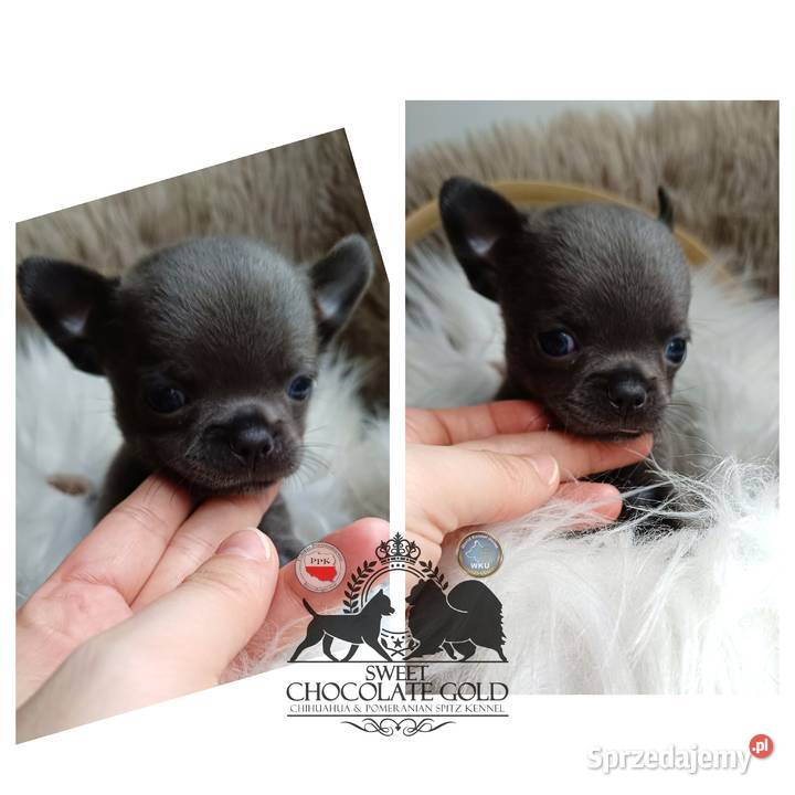 Chihuahua piesek krótkowłosy niebieski unikat Bełchatów sprzedam