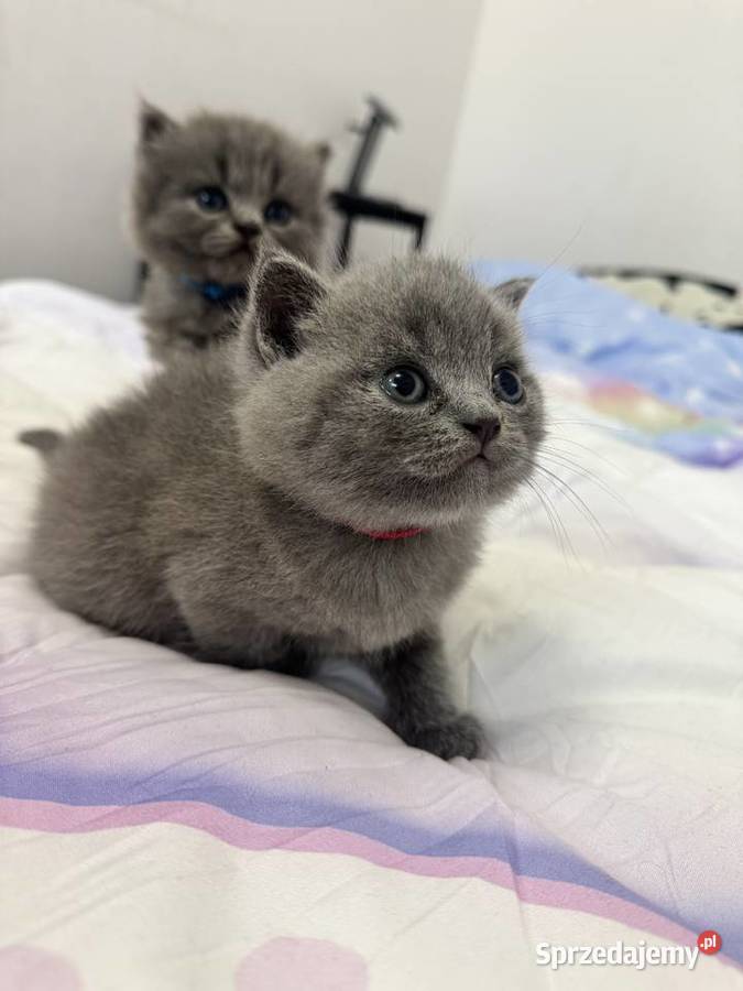 Kotki brytyjskie Kozienice sprzedam
