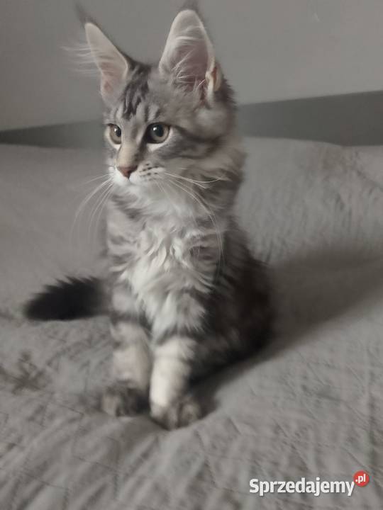 Kotka Maine Coon rodowód FPL lubuskie