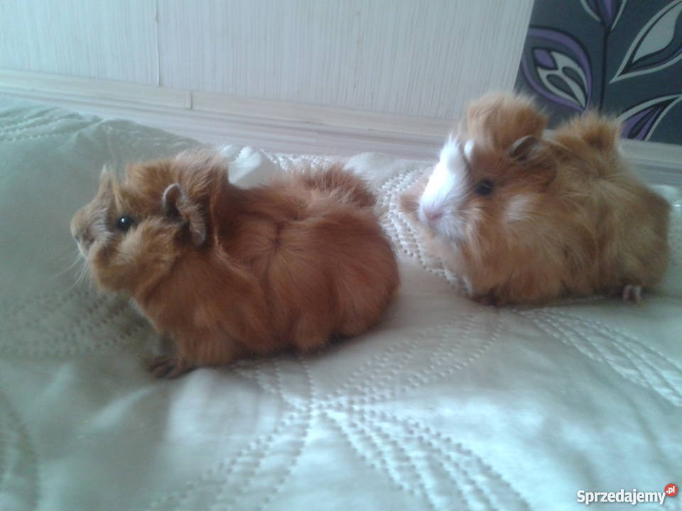 młode świnki morskie Kraków