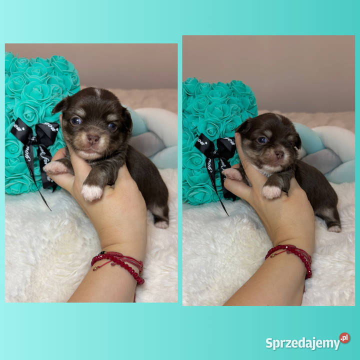 Chihuahua mini piesek czekoladowy długowłosy Bełchatów