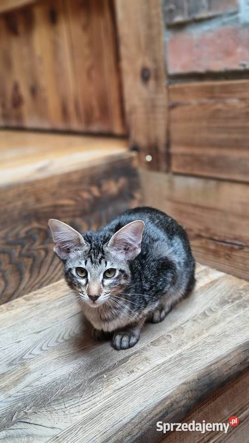 Kotka orientalna długowłosa