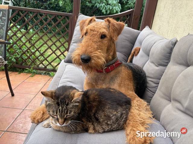 Airedale terrier szczenięta ZKwP FCI sprzedam