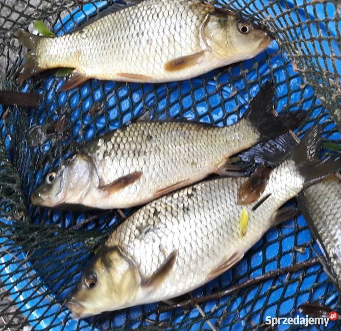 Karp sazan pełnołuski narybek Soboń