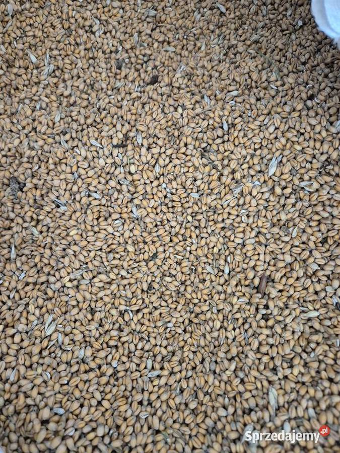 Pszenica eko okazja Zboża Krosno