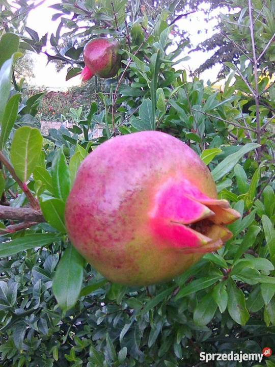 Granat Punica granatum sadzonka P9 wielkopolskie Gostyń