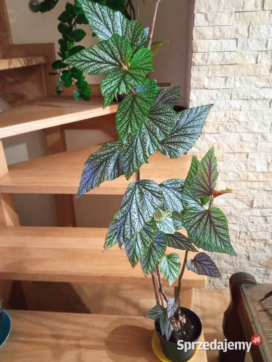 Filodendron szczawik monstera i inne Białystok