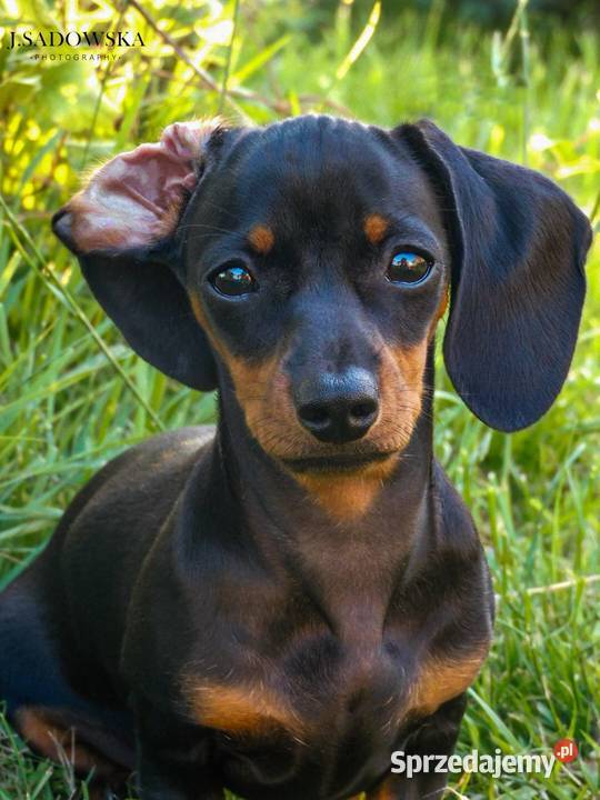 Sprzedam jamniki Baranów