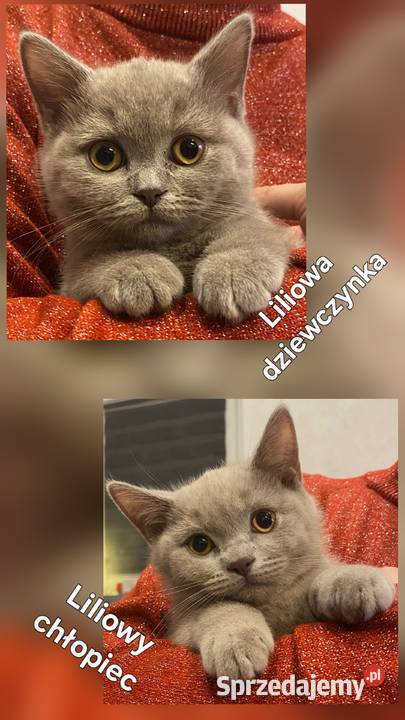 Kotki brytyjskie krótkowłose Legnica sprzedam