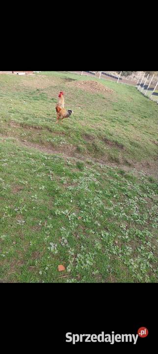 Kogut koguty młode 2025 Nowy Sącz